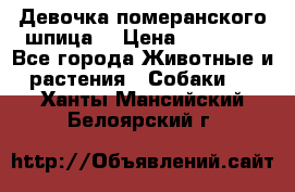 Девочка померанского шпица. › Цена ­ 40 000 - Все города Животные и растения » Собаки   . Ханты-Мансийский,Белоярский г.